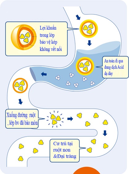 How Bifido works