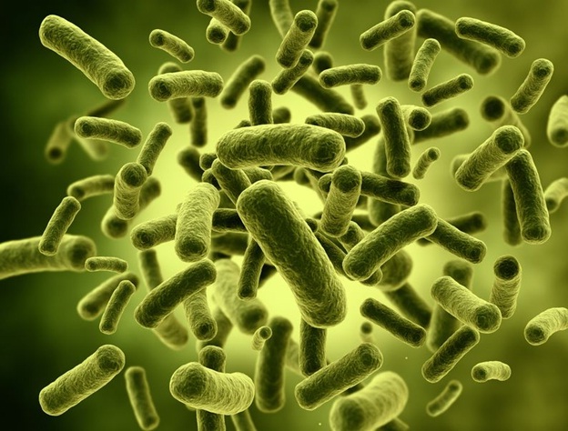 Bifidobacterium lives mainly in the colon