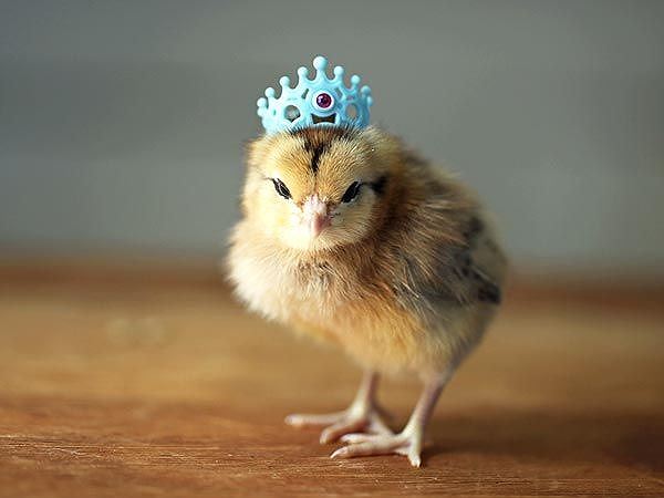 Not only dogs and cats but other animals too
