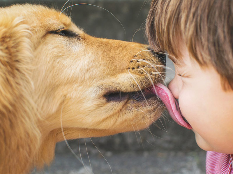 Can Pets Pass Infectious Diseases to People?
