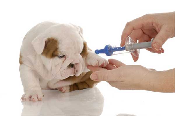 Pets need full vaccination and good hygiene